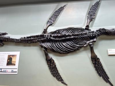 skaniały Pliosaur
