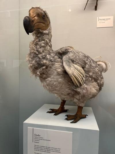 wymarły ptak Dodo