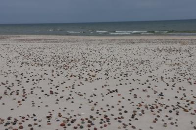Plaża Słowińskiego Parku Narodowego. Na piasku tysiące małych kamyczków.