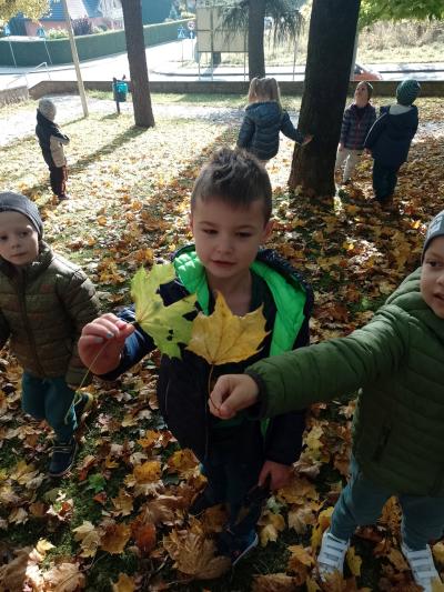 Grupa Leśne duszki w parku. Chłopcy pokazują swoje znalezione ciekawe okazy liści jesiennych, porównują ich kolory