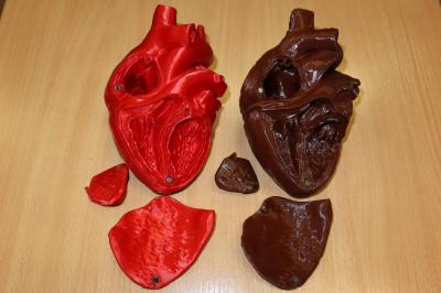 Wydrukowany na drukarce 3D model ludzkiego serca.