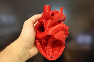Model 3D ludzkiego serca - trzymany w ręku.