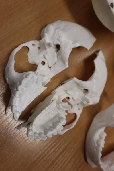 Wydrukowany na drukarce 3D model czaszki ludzkiej.