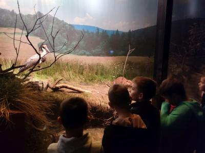 Dzieci oglądają ekspozycje zwierząt i roślin umieszczonych za szybą.