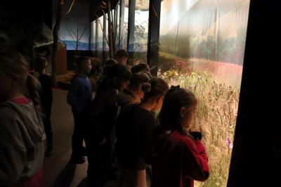 Dzieci oglądają ekspozycje zwierząt i roślin umieszczonych za szybą