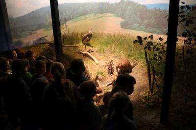 Dzieci oglądają ekspozycje zwierząt i roślin umieszczonych za szybą