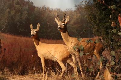 Na zdjęciu widać dwie sarny.