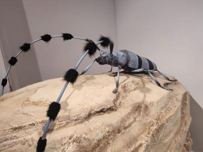 Nadobnica alpejska w muzeum przyrodniczym w Krempnej