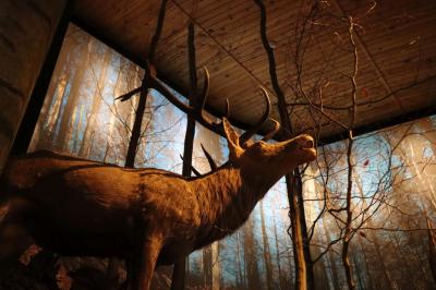 Zdjęcie dorosłego jelenia na ekspozycji w muzeum przyrodniczym.