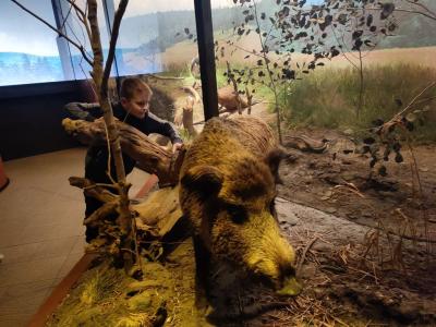 Zdjęcie dzika na ekspozycji w muzeum przyrodniczym