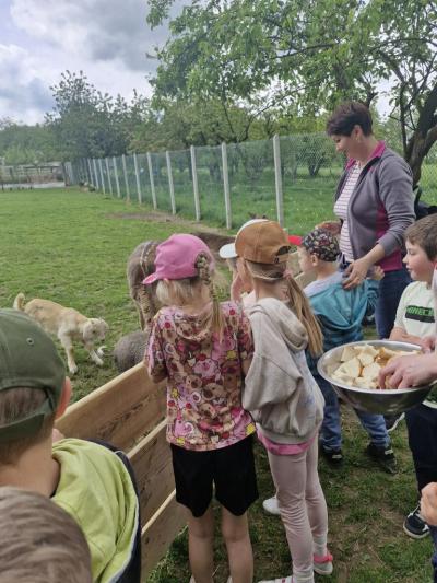 Dzieci karmią kozy.