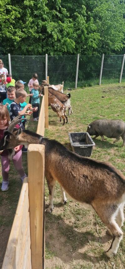 Dzieci karmią kozy chlebem i marchewką