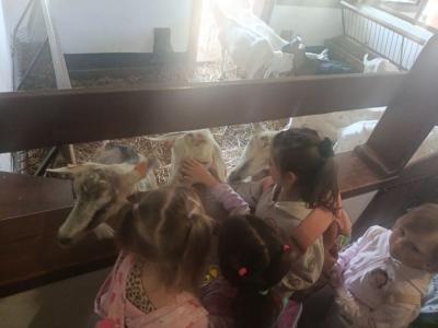 Dziewczynki głaskające białe kozy, które bardzo chętnie podchodzą do dzieci.