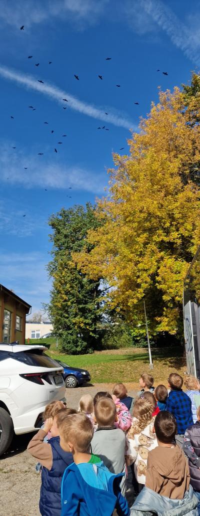 Dzieci podziwiają stado kraczących wron