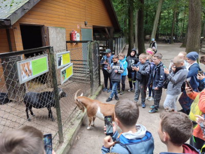 Dzieci oglądają kozy, które przez klatkę uderzają się rogami. W tle budynek