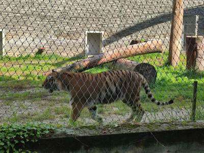 Za siatką spaceruje tygrys po wybiegu. W tle ogrodzenie.