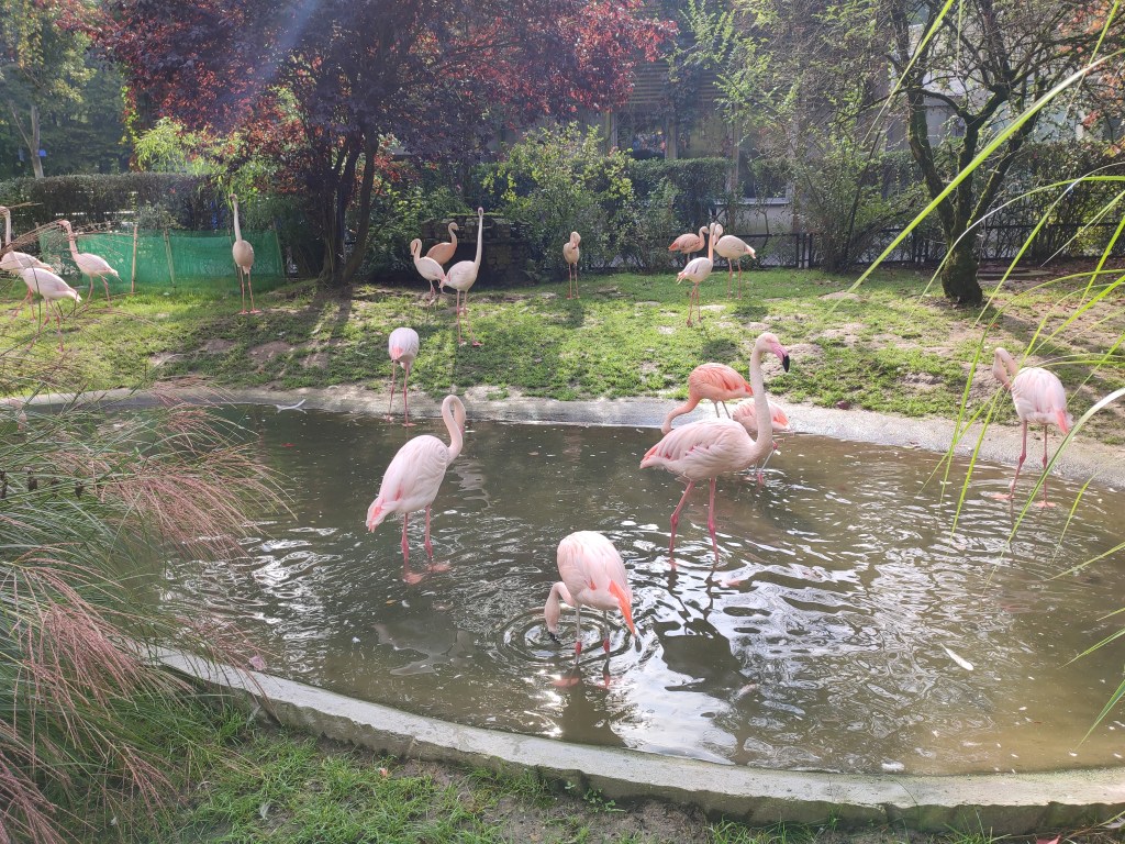 Wizyta w zoo. Na zdjęciu widać stado flamingów brodzących w wodzie.