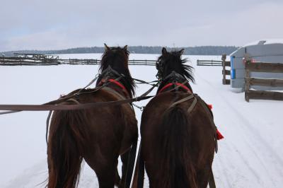 Dwa konie ciągnące sanie. W tle zimowy krajobraz.