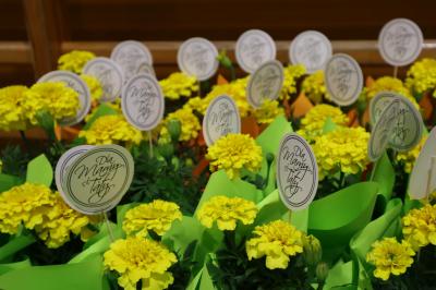 Kwiaty doniczkowe w kolorze żółtym. Do ziemi wbita etykieta na patyczku z napisem święto rodziny.
