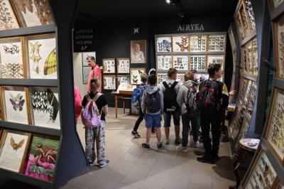 Dzieci oglądają w muzeum motyli kolekcję okazów zgromadzonych za szklanymi witrynami.