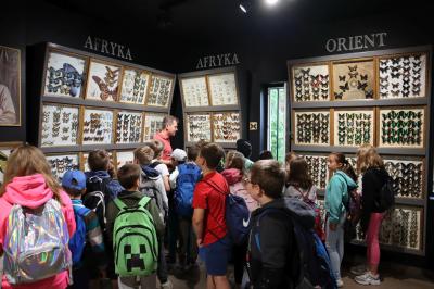 Dzieci oglądają w muzeum motyli kolekcję okazów zgromadzonych za szklanymi witrynami. Przewodnik pokazuje  motyle i opisuje ich cechy.