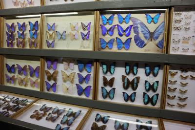 W szklanej gablocie kolekcja kolorowych motyli z różnych zakątków świata.