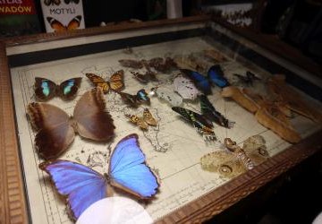 W szklanej gablocie kolekcja kolorowych motyli z różnych zakątków świata.