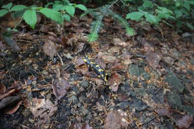 Salamandra plamista przechodzi przez ścieżkę leśną. Na jej skórze widać żółte plamy.