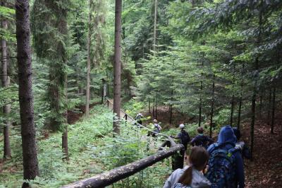 Klasy czwarte wędrują zielonym szlakiem turystycznym. Uczniowie przechodzą leśną ścieżką pod dużymi drzewami.