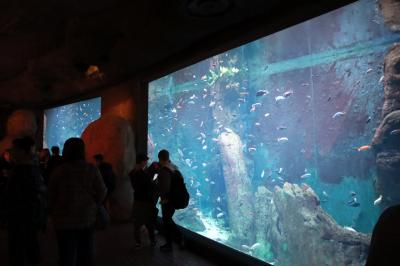 Uczniowie zwiedzają wrocławie zoo. Oglądanie oceanarium i pływających ryb.