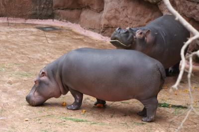 Uczniowie zwiedzają wrocławie zoo. Oglądanie hipopotamów.