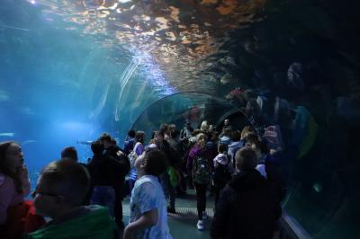 Uczniowie zwiedzają wrocławie zoo. Oglądanie oceanarium i pływających zwierząt morskich