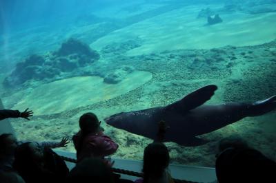 Uczniowie zwiedzają wrocławie zoo. Oglądanie oceanarium i pływających zwierząt morskich