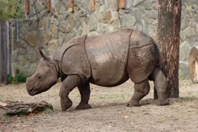 Uczniowie zwiedzają wrocławie zoo. Na pierwszym planie nosorożec.